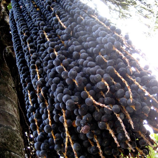 Açaí